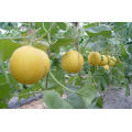 Golden yellow vegetable hybrid F1  japanese melon seeds